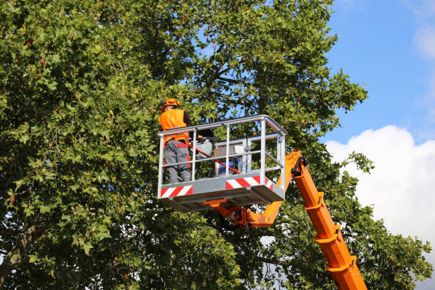 Trusted Saco, ME Tree Removal and Landscaping Services Experts